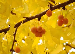 Read more about the article 神仙神話：白果仙醫的傳說