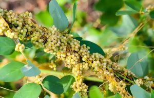 Read more about the article 菟絲子，上明目，中建脾，下固腎