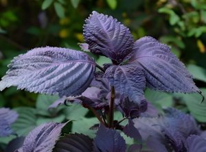 Read more about the article 中藥介紹，紫蘇葉