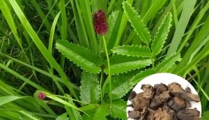 Read more about the article 中藥介紹——地榆