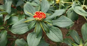 Read more about the article 每日學一味中藥——重樓