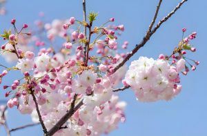 Read more about the article 如何斬桃花最有效?