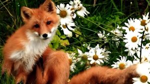 Read more about the article 聊齋：黃狐仙