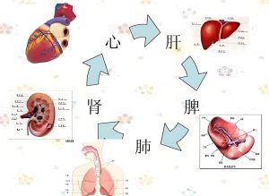 Read more about the article 中醫養生：心肝脾肺腎，保養有竅門！