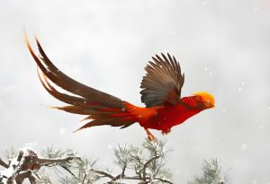 Read more about the article 民間故事：落鳳山的傳說