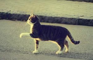 Read more about the article 民間故事：有靈性的貓