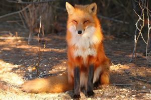 Read more about the article 民間故事：狐狸討封