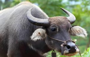 Read more about the article 道士為什麼不能吃牛肉？食用牛肉會引發邪氣，影響修行