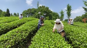 Read more about the article 二十四節氣：穀雨，民間有摘穀雨茶、走穀雨、賞花等習俗