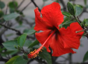 Read more about the article 扶桑可涼血，解毒，清毒瘡