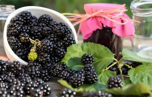 Read more about the article 食桑椹可補益肝腎，滋陰潤腸