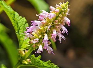 Read more about the article 夏日食用藿香，可祛暑除溼